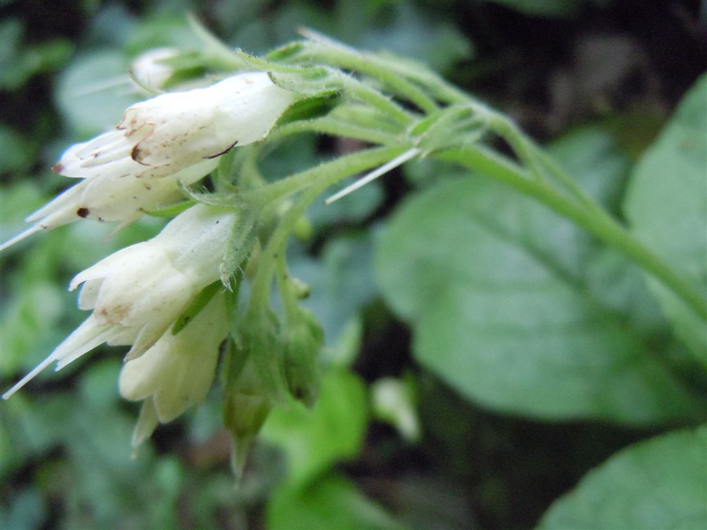 Symphytum bulbosum